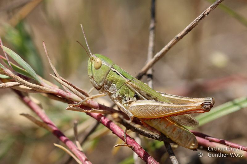 Stenobothrus fischeri ♀ - AT, Niederösterreich, Oberweiden, 14.06.2014