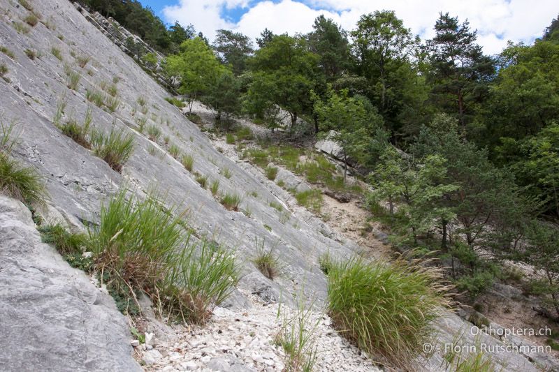Felsensteppe mit angrenzendem Waldrand zu trockenem Mischwald. Ephippiger diurnus hält sich vorzugsweise auf den niederwüchsigen Bäumen am Waldrand auf - CH, BE, Moutier, 08.08.2010