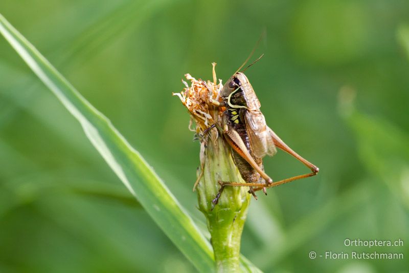 Roeseliana azami minor ♂ - CH, TI, Mugena, 22.08.2011