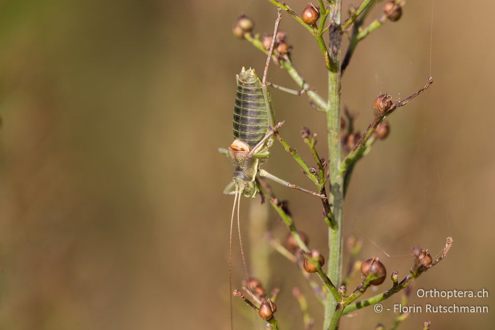 Ephippiger ruffoi ♂ - IT, Marken, Sibyllini-Gebirge, 29.09.2014