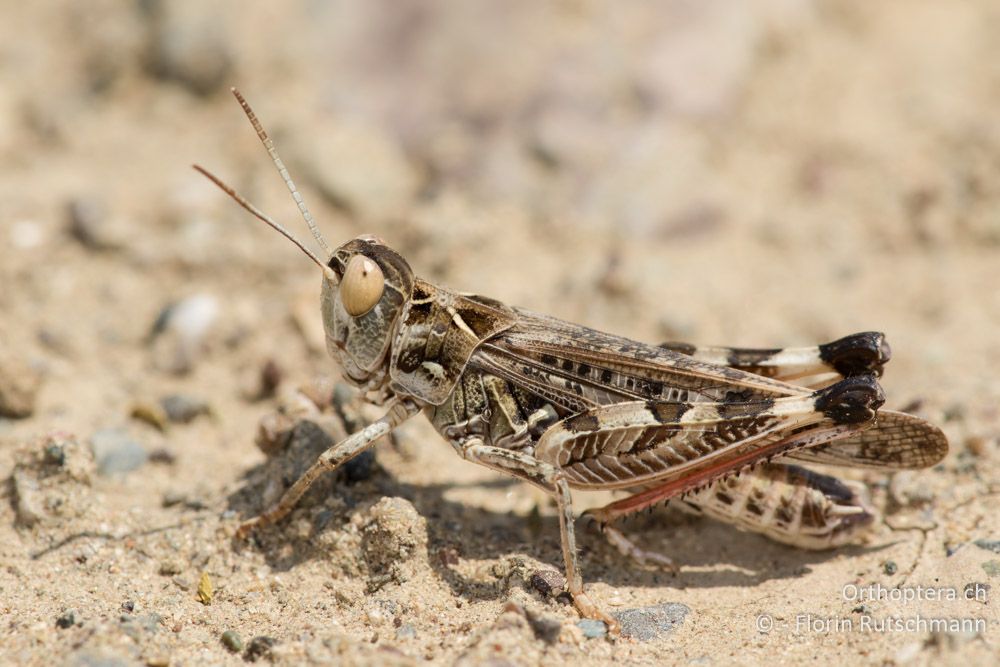 Dociostaurus maroccanus ♂ - GR, Mittelgriechenland, Molos, 13.06.2015