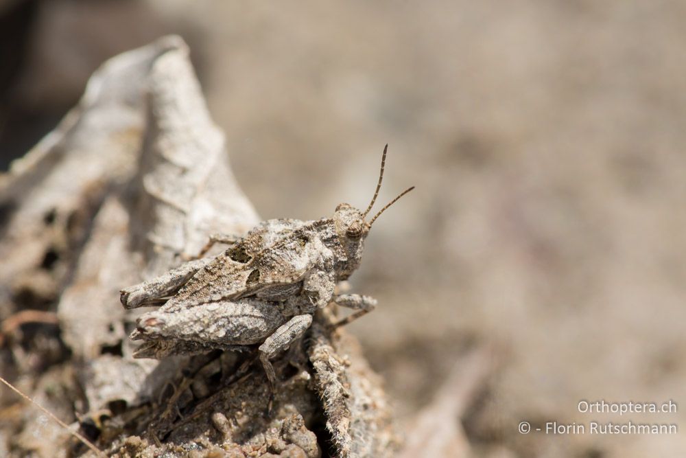 Tetrix depressa ♂ - GR, Mittelgriechenland, Mt. Iti, 14.06.2015