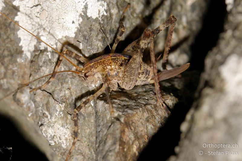 Troglophilus cavicola ♀ - CH, GR, Puschlav, 11.08.2010