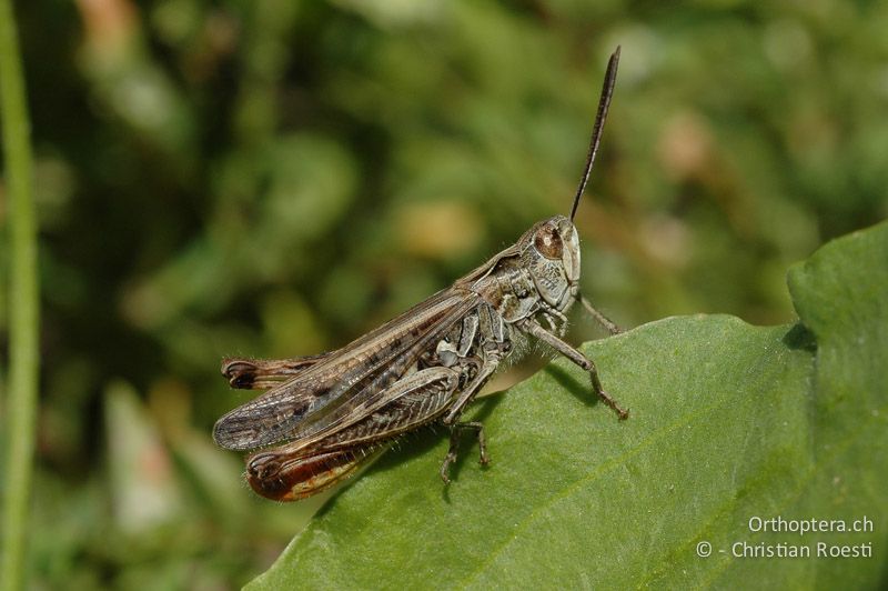 Chorthippus biguttulus ♂ - CH, VS, Leuk, 27.07.2007