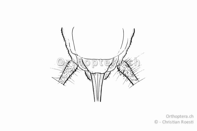 Hinterleibsende von Gryllomorpha dalmatina ♀ von unten, Die Subgenitalplatte ist hinten gerade abgeschnitten bis leicht ausgerandet.