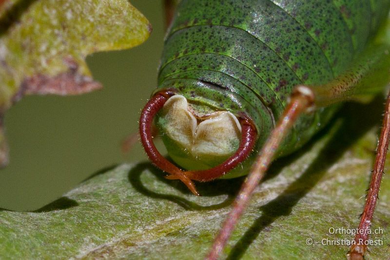 Hinterleibsende von Barbitistes serricauda ♂ von hinten. Die Subgenitalplatte ist trichterförmig eingeschnitten - CH, VS, Jeizinen, 10.08.2013