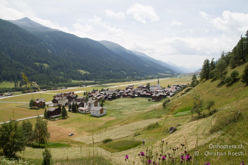 Extensiv bewirtschaftete Wiesen im Goms - CH, VS, Ulrichen, 01.07.2011