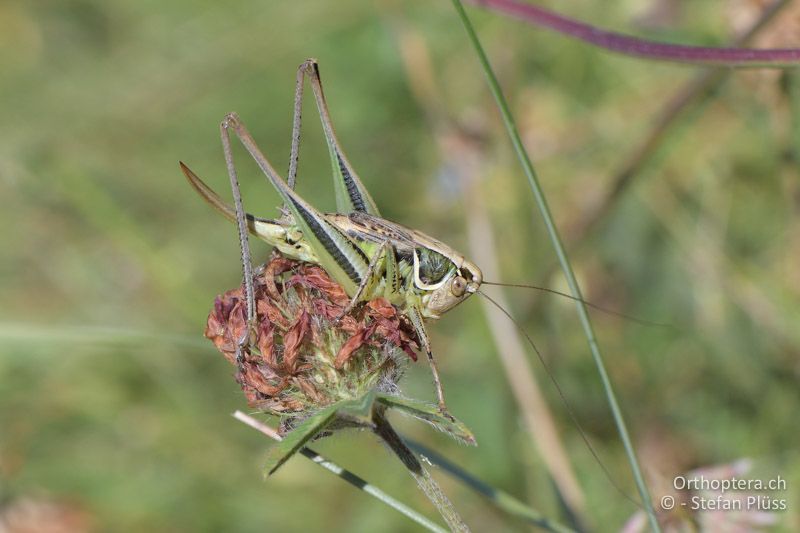 Modestana ebneri ♀ - GR, Westmakedonien, Pisoderi am Mt. Varnous, 12.07.2017