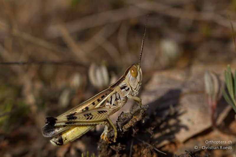 Ramburiella turcomana - Florina, 13.07.2012