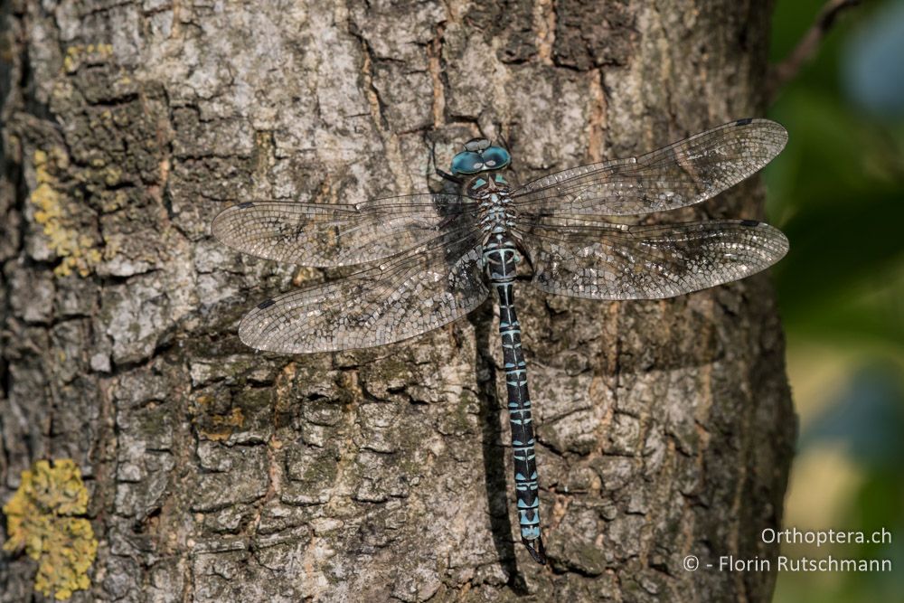 Schattenlibelle (Caliaeschna microstigma) - GR, Mittelgriechenland, Molos, 13.06.2015