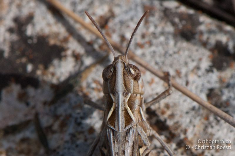 Kopf und Halsschild von oben von Omocestus petraeus ♀ - FR, Hérault, Cournonterral, 07.10.2010