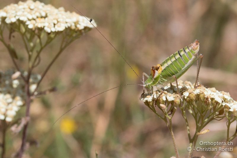 Poecilimon chopardi ♂ - GR, Westmakedonien, Kratero, 11.07.2017
