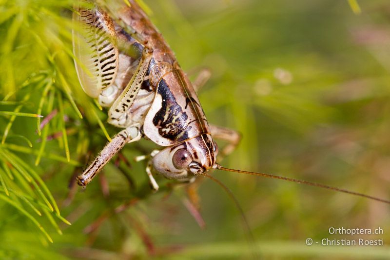 Porträt von Pachytrachis striolatus ♀ - CH, TI, Mt. Caslano, 02.09.2013