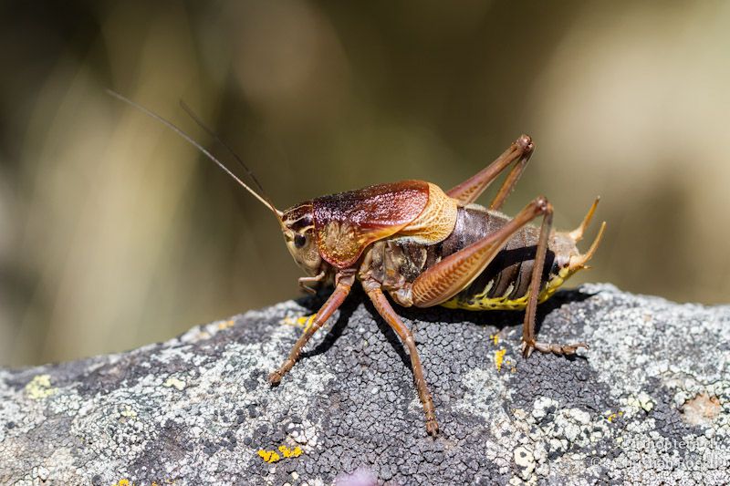 Männchen von Psorodonotus fieberi - Pisoderi, 13.07.2012