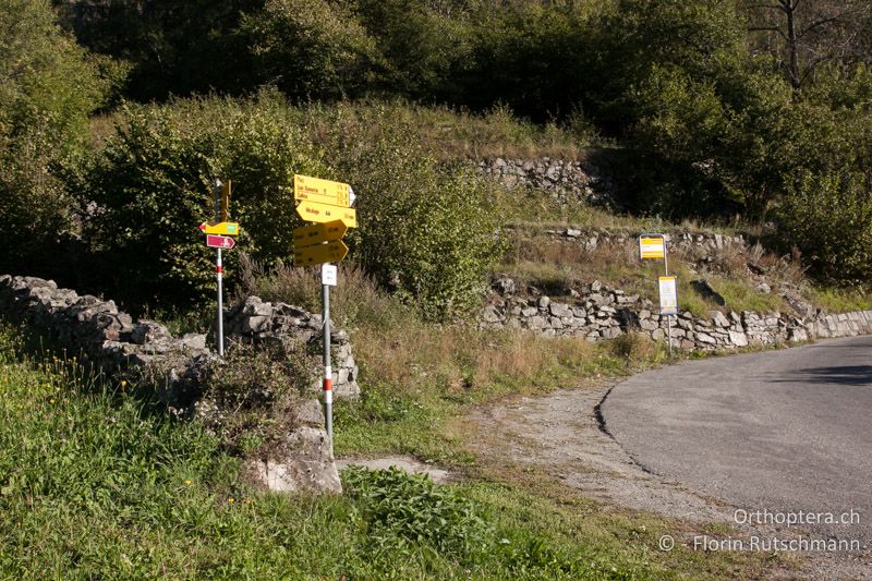 Strukturreicher Waldrand mit Gebüschen und aufkommendem Jungwald - 20.09.2013