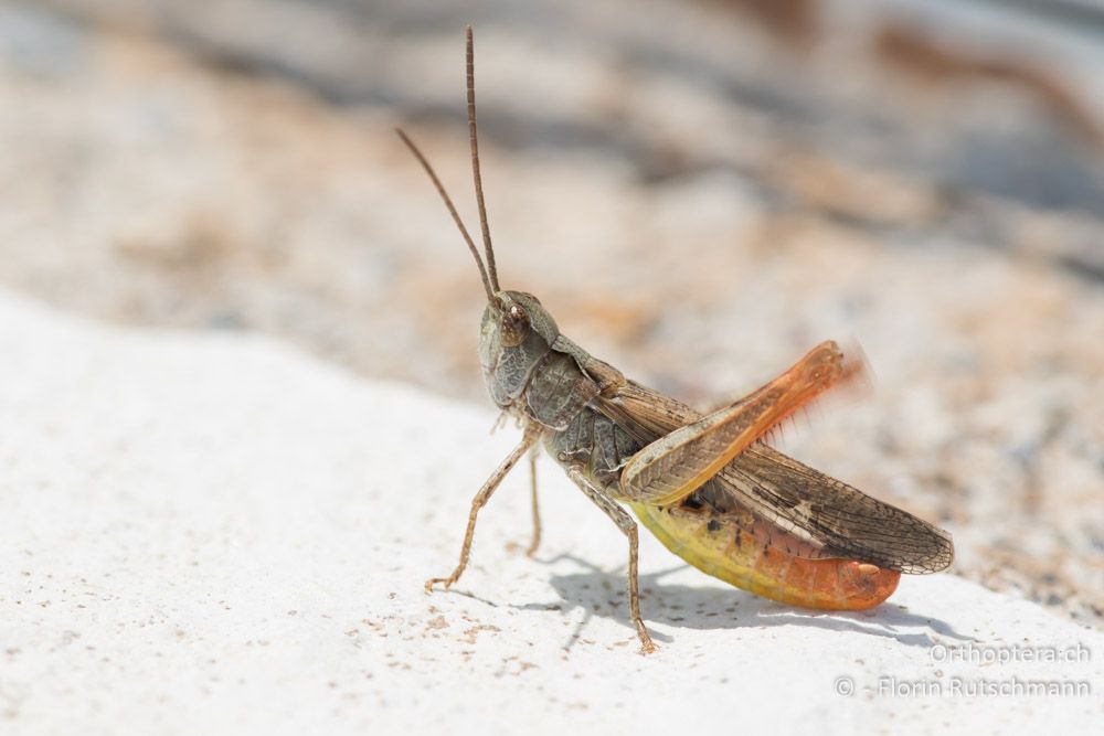 Chorthippus biguttulus euhedickei ♂ singend - GR, Thessalien, Pindos-Gebirge, 23.06.2015