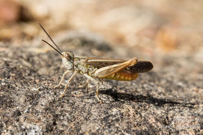 Chorthippus bornhalmi ♂ - GR, Westmakedonien, Kratero, 11.07.2017