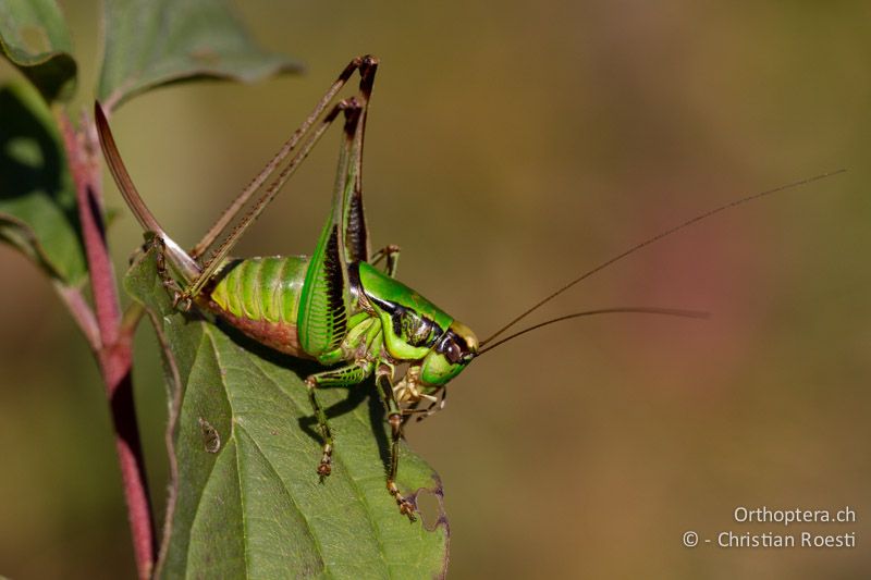Eupholidoptera chabrieri ♀ - CH, TI, Mt. Caslano, 11.10.2011