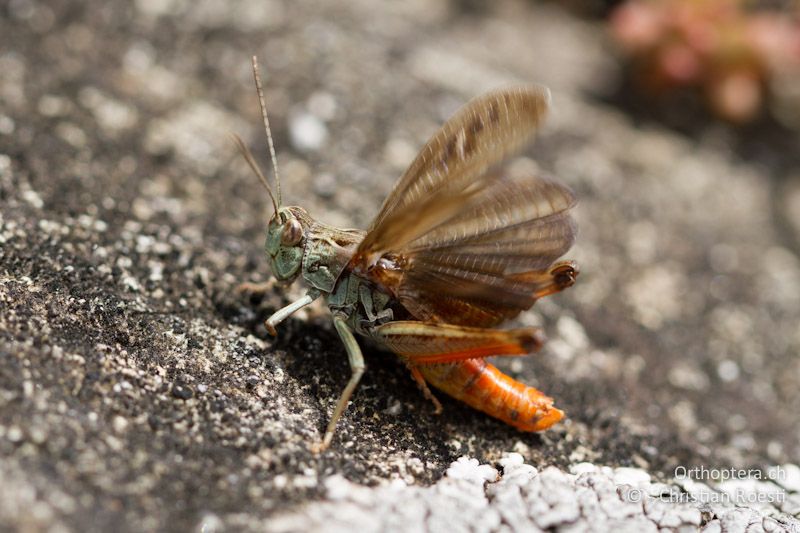 Stenobothrus rubicundulus ♂, singend - CH, VS, Bitsch, 19.08.2011