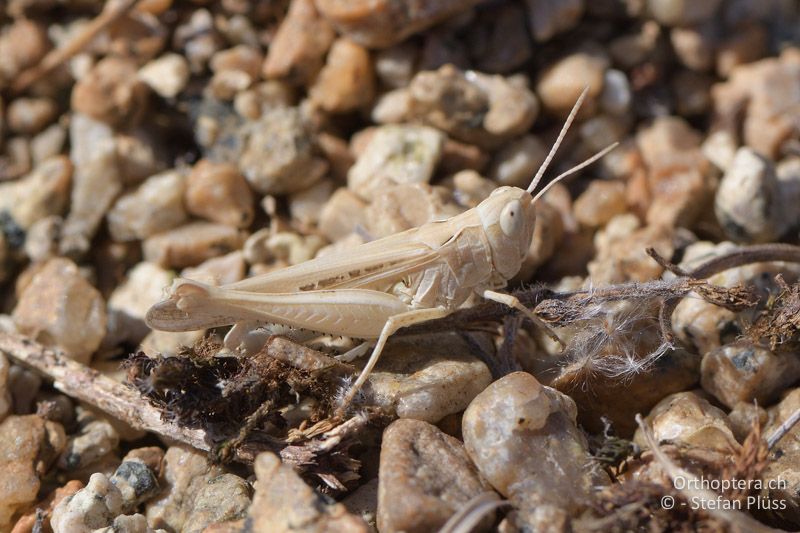 Omocestus minutus ♂ - GR, Zentralmakedonien, Efkarpia, 05.07.2017