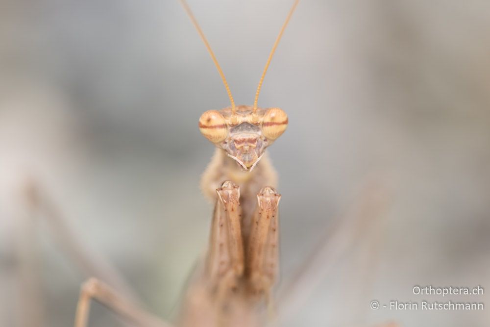 Portrait von Bolivaria brachyptera - GR, Thessalien, Larissa, 18.06.2015