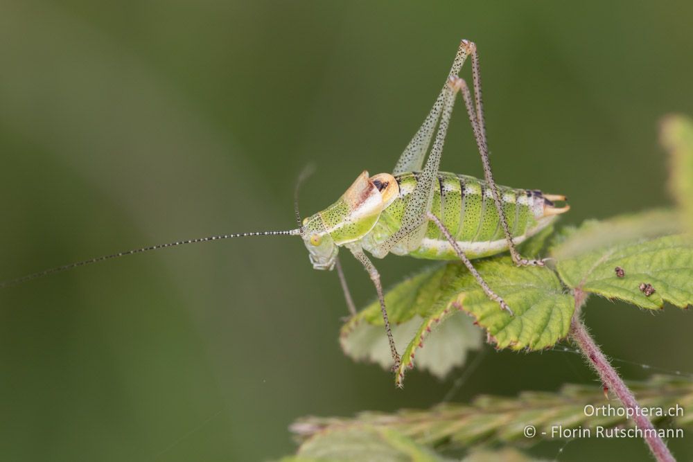Poecilimon chopardi ♂ - GR, Thessalien, Pindos-Gebirge, 23.06.2015
