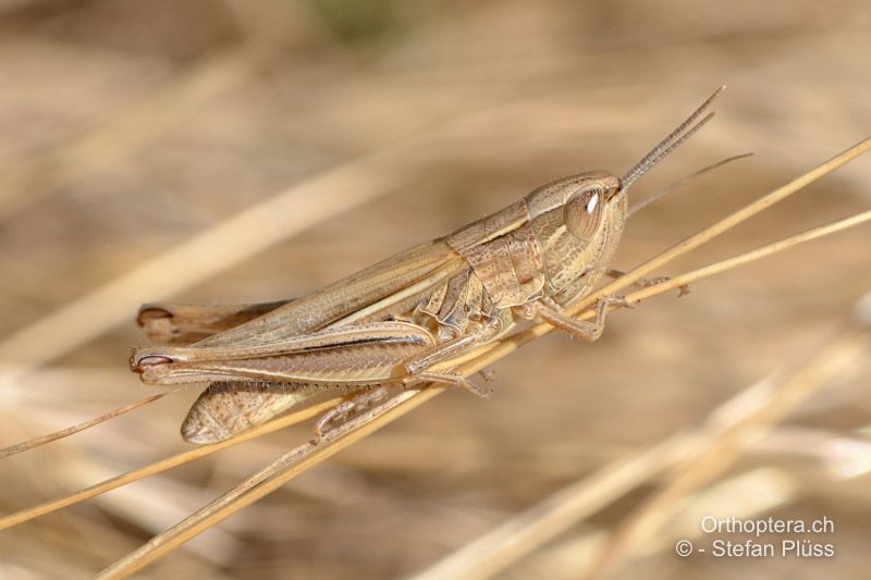 Euchorthippus elegantulus ♀ - FR, Bouches-du-Rhône, Saint-Martin-de-Crau, 13.06.2012