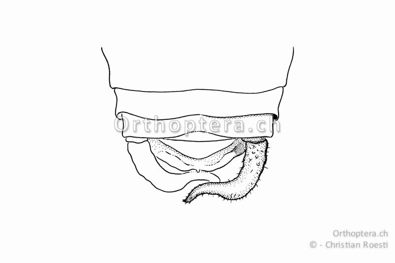 Hinterleibsende von Barbitistes constrictus ♂. Die Cerci sind in der Mitte leicht verdickt und dann abrupt in den Spitze verengt.
