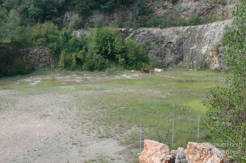 Verlassener Marmorsteinbruch. Die Tiere leben im feuchten Bereich am rechten Bildrand - CH, TI, Arzo, 07.09.2006