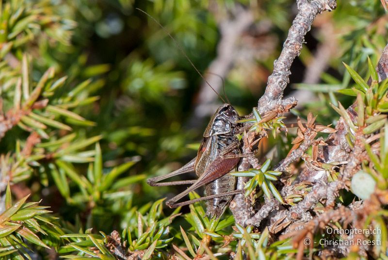 Metrioptera saussuriana ♂ - FR, Pyrénées-Orientales, Osseja, 05.10.2010