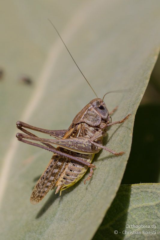 Männchen von Decticus verrucivorus. Die Tiere haben deutlich längere Flügel als in Mitteleuropa - Drosopigi, 14.07.2012