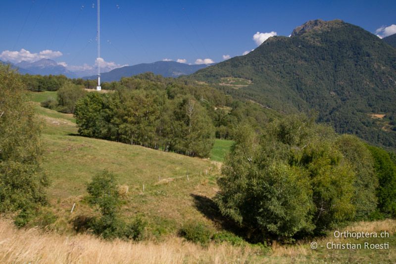 Weide, Wälder und Heiden am Mt. Matro - CH, TI, Isone, 04.09.2013