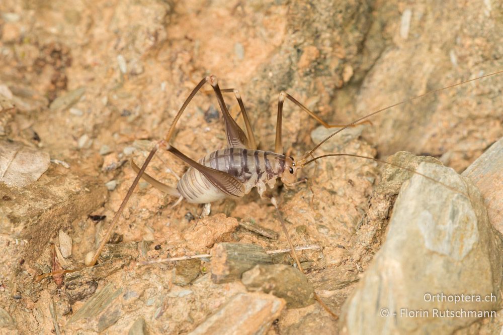Dolichopoda annae ♀ - GR, Thessalien, Mt. Ossa, 21.06.2015