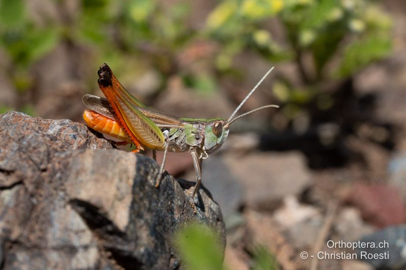 Stenobothrus fischeri ♂ - ALB, Korça, Korça, 18.06.2024