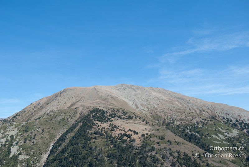 Alpine Wiesen des Canigou-Massifs - FR, Pyrénées-Orientales, Py, Refuge des Mariailles, 16.08.2006