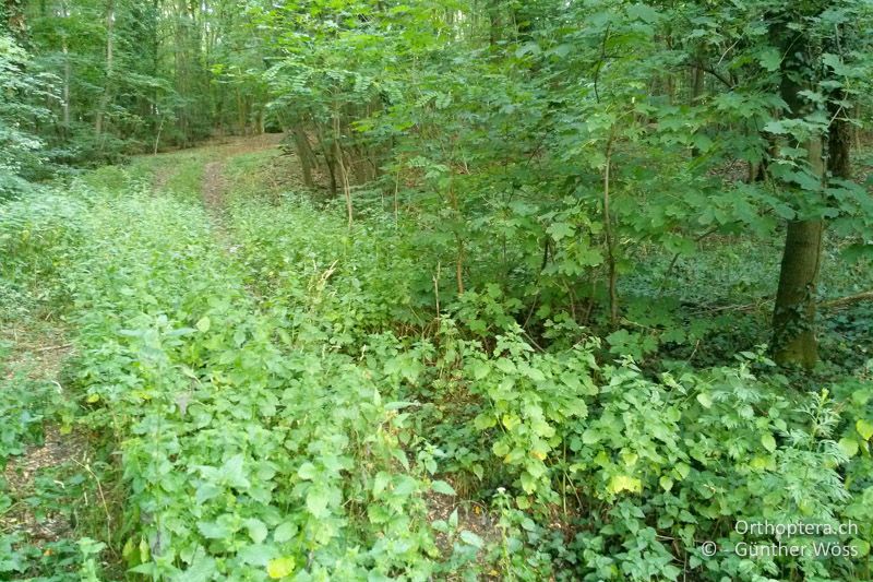 Wegrand im Wald mit Staudenflur - AT, Niederösterreich, Hainburg, 08.07.2014