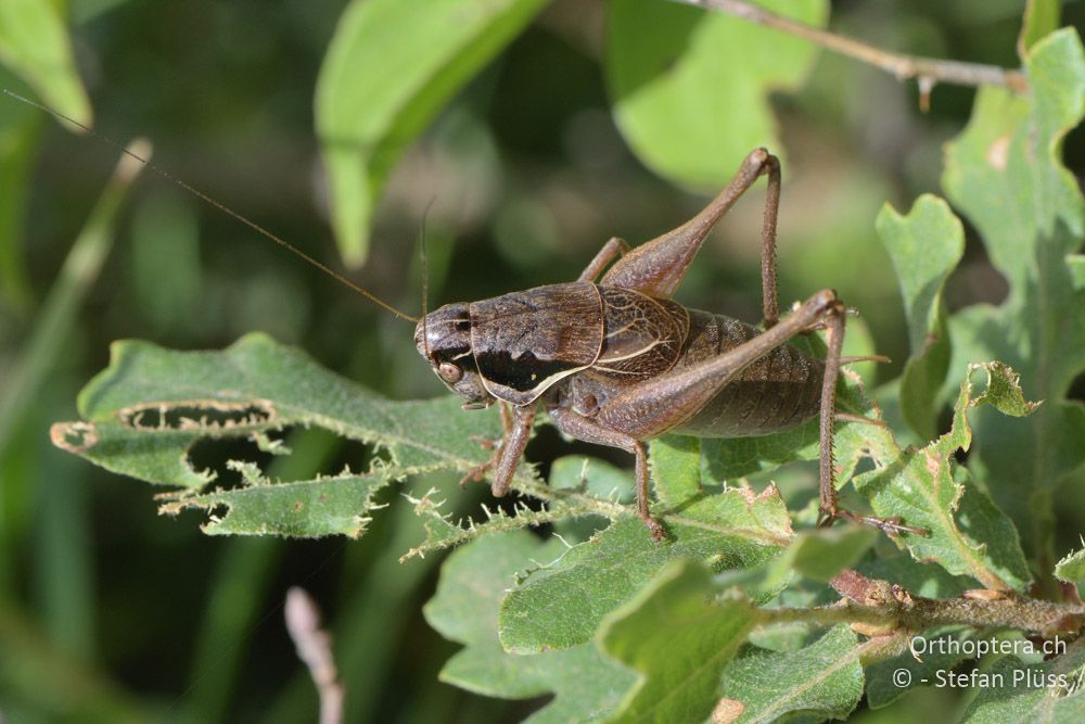 ♂ von Pholidoptera littoralis littoralis - HR, Istrien, Bokordići, 19.06.2016