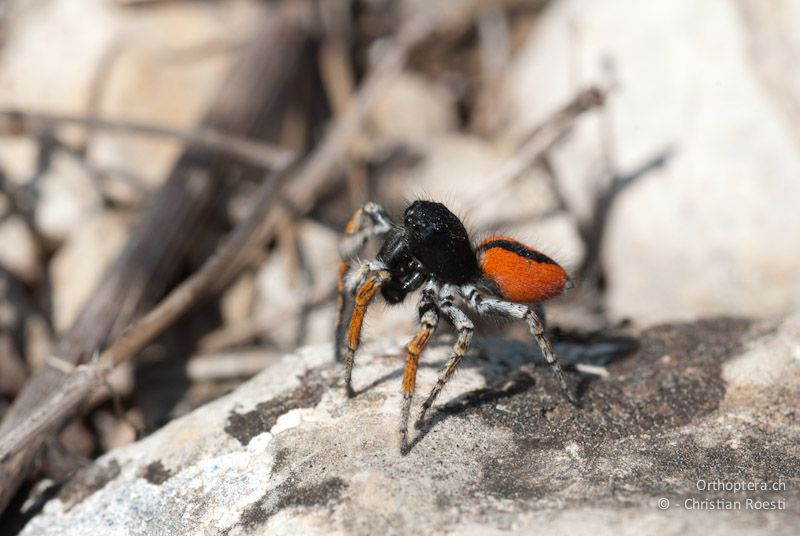 Philaeus chrysops, Männchen