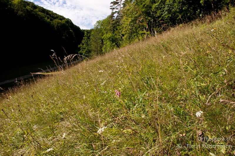 Halbtrockenrasen mit etwas feuchteren Wiesenrändern am Böschungsfuss - CH, SH, Hemmental, 10.08.2008