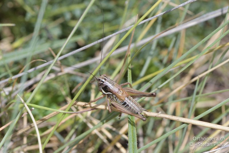Anterastes serbicus ♂- GR, Ostmakedonien, Mt. Pangeon, 06.07.2017