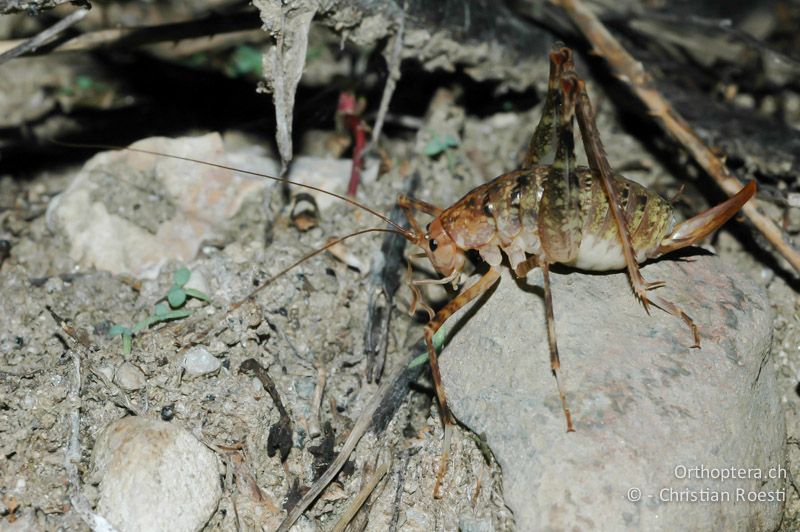 Troglophilus neglectus ♀ - IT, Trentino, Rovereto, 29.09.2006