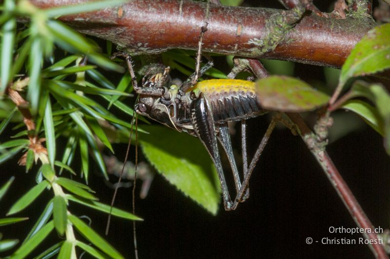 Pholidoptera griseoaptera ♂ singt kopfüber in einem Wacholder - DE, Bayern, Pottenstein, 05.08.2008