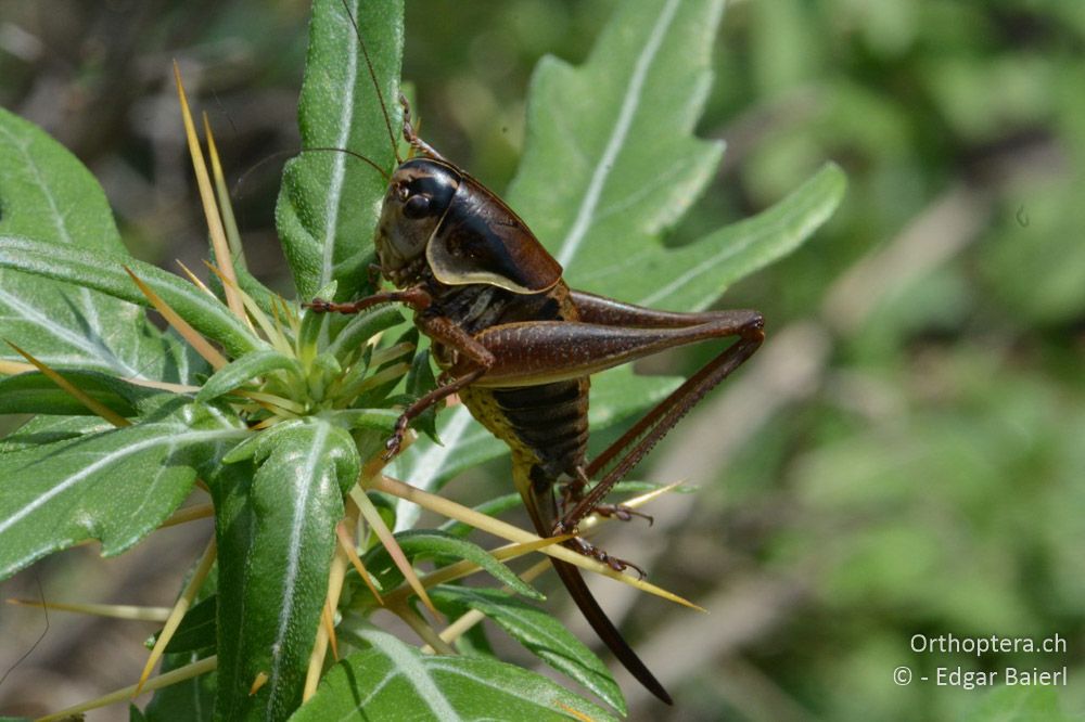 Pholidoptera brevipes ♀ - BG, Chaskowo, Matochina, 09.07.2018