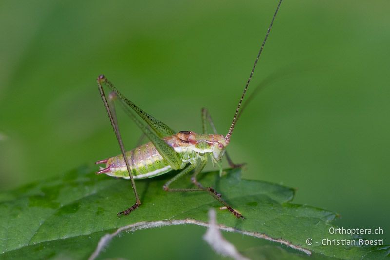 Leptophyes albovitatta ♂- GR, Westmakedonien, Kratero, 11.07.2013