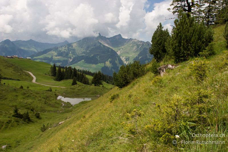 Bergflanke mit Fichten und Föhren - AT, Vorarlberg, Grosses Walsertal, 28.07.2008