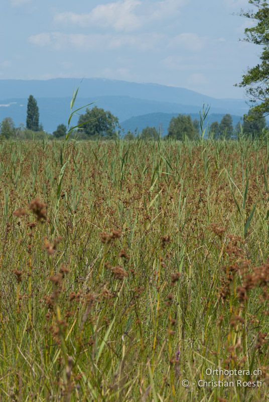 Hochwüchsige Fechtwiesenvegetation mit Binsen und Schilf - CH, VD, Cudrefin, 25.08.2011