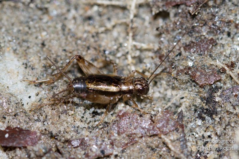 Pteronemobius lineolatus ♂. Die Flügel erreichen beim Männchen ungefähr 3/4 des Hinterleibs - CH, TI, Giumaglio, 14.09.2012