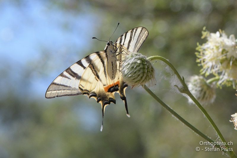 Segelfalter (Iphiclides podalirius) - GR, Westmakedonien, Prespasee 13.07.2017
