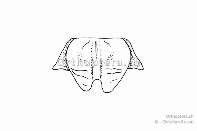Subgenitalplatte von Platycleis albopunctata ♀. Die Subgenitalplatte ist gegen das Ende verschmälert und nicht parallelseitig. Die auf der Zeichnung als lappenartige Anhänge abgebildeten Seitensklerite sind mit der Subgenitalplatte nicht verwachsen.