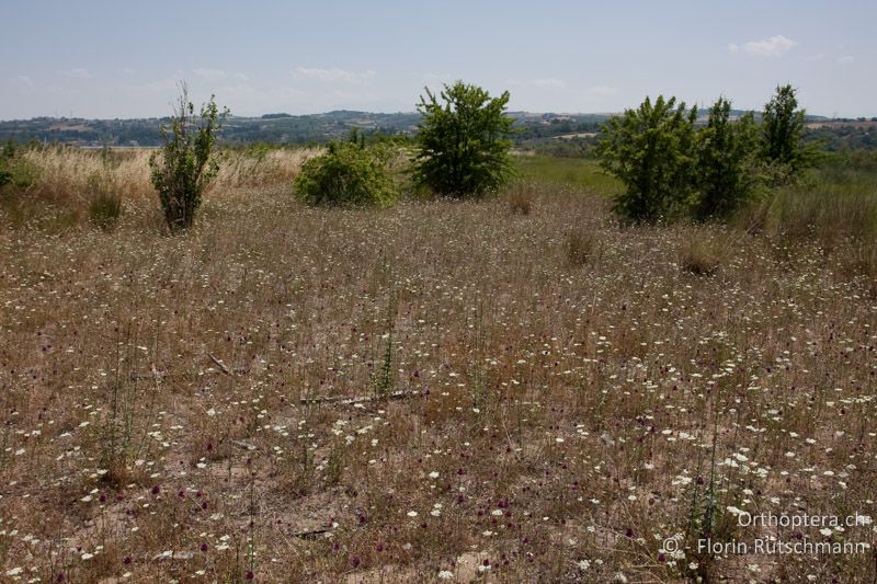 Teils sandiger, teils lehmiger Untergrund, der periodisch mit Salzwasser und/oder Süsswasser überschwemmt wird - GR, Zentralmakedonien, Methoni, 11.06.2009